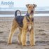 Airedale_