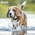 Beagle_