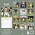 Beagle_