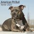 American Pit Bull Terrier_