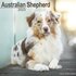 Australian Shepherd_