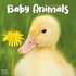 Baby Animals_