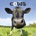 Cows_