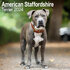 American Staffordshire Terrier_