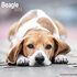 Beagle_