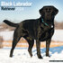 Black Labrador_