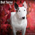 Bull Terrier_