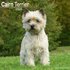 Cairn Terrier_