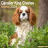 Cavalier King Charles Spaniel_
