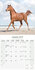 Arabian Horses_