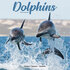 Dolphins_