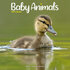 Baby Animals_