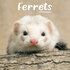 Ferrets_