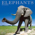 Elephants_