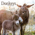 Donkeys_