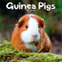 Guinea Pigs_