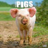 Pigs_