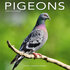Pigeons_