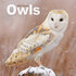 Owls_