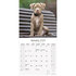American Pit Bull Terrier_
