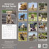 American Pit Bull Terrier_