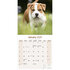 American Staffordshire Terrier_
