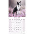 Boston Terrier_