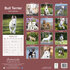 Bull Terrier_