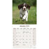 English Springer_