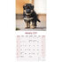 German Shepherd_