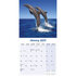 Dolphins_