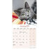 Cats_