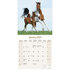 Arabian Horses_