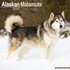Alaskan Malamute_