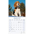 Beagle_