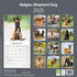 Belgian Sheperd_