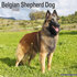 Belgian Sheperd_