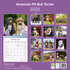 American Pit Bull Terrier_