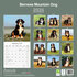 Bernese Mountain_