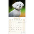 Bichon Frisé_