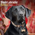 Black Labrador_