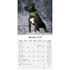 American Staffordshire Terrier_
