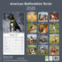 American Staffordshire Terrier_
