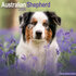Australian Shepherd_