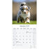 Australian Shepherd_
