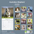Australian Shepherd_