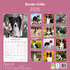 Border Collie _