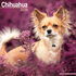 Chihuahua_