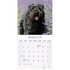 Bouvier des Flandres_