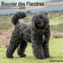 Bouvier des Flandres_